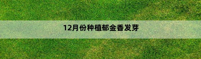 12月份种植郁金香发芽