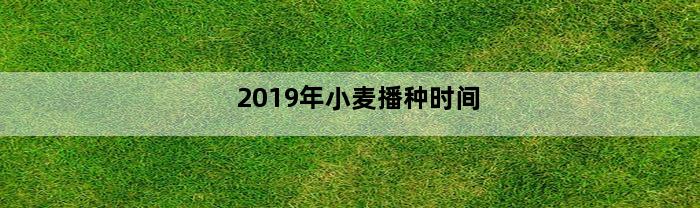 2019年小麦播种时间