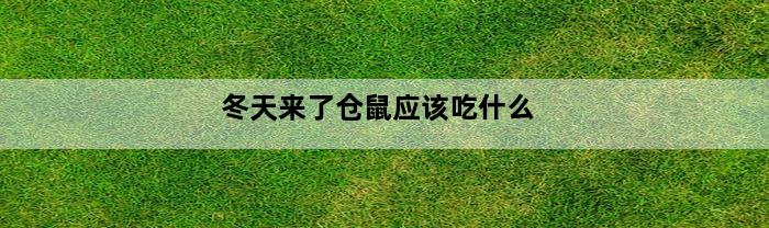 冬天来了仓鼠应该吃什么