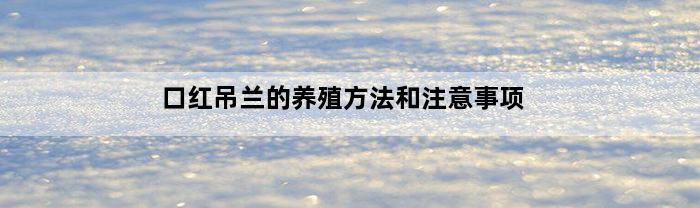 口红吊兰的养殖方法和注意事项