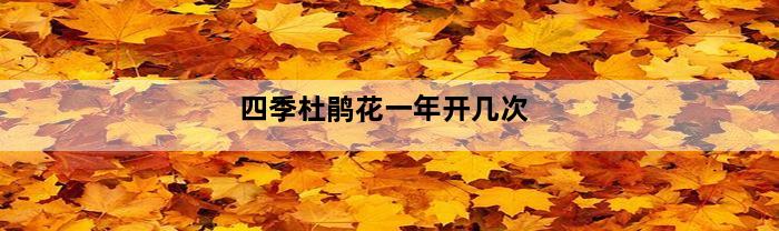 四季杜鹃花一年开几次