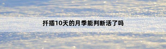 扦插10天的月季能判断活了吗