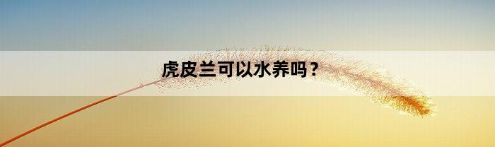 虎皮兰可以水养吗？